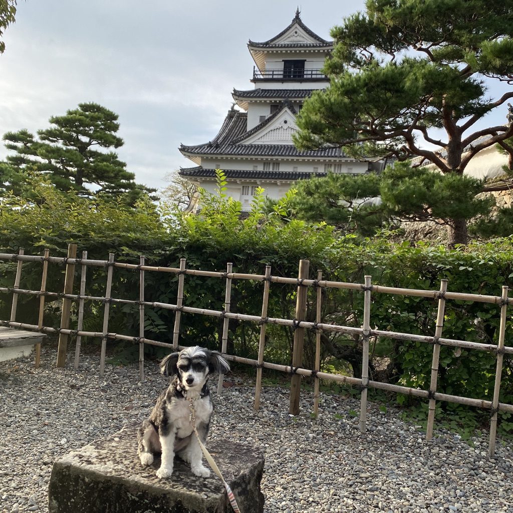 高知城をバックに座っている犬