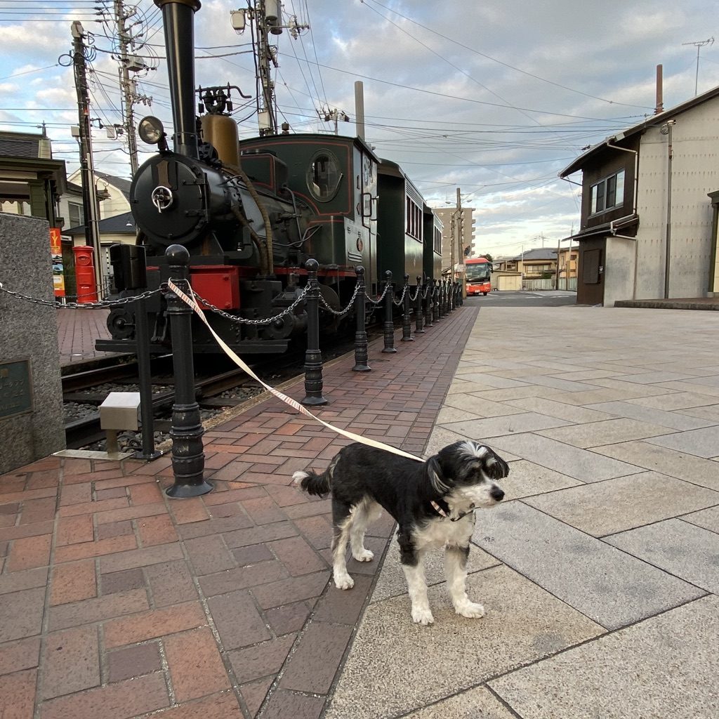 道後温泉駅前の機関車と犬