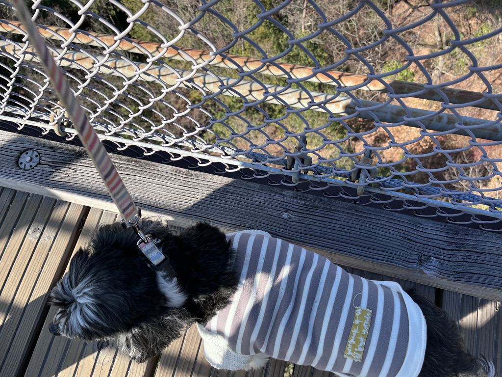 吊り橋を渡る犬